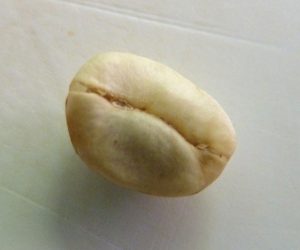 Dry coffee bean with the Parchment still on