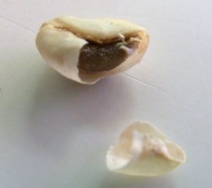 A piece of the parchment shell removed