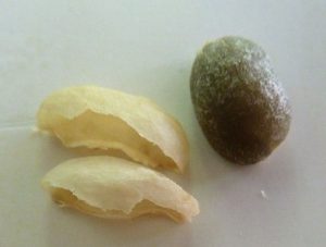 Green bean with the parchment removed